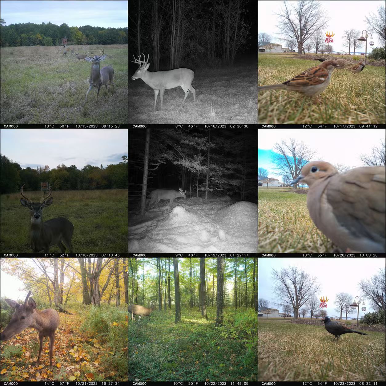 EU 4G Cellular 2K Battery Sola - Outdoor Hunting Video Camera review and price